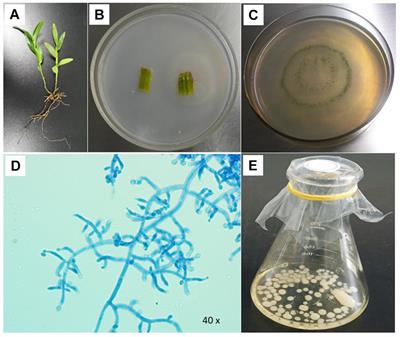 New Insights into Detection of a Dendrobine Compound From a Novel Endophytic Trichoderma longibrachiatum Strain and Its Toxicity Against Phytopathogenic Bacteria